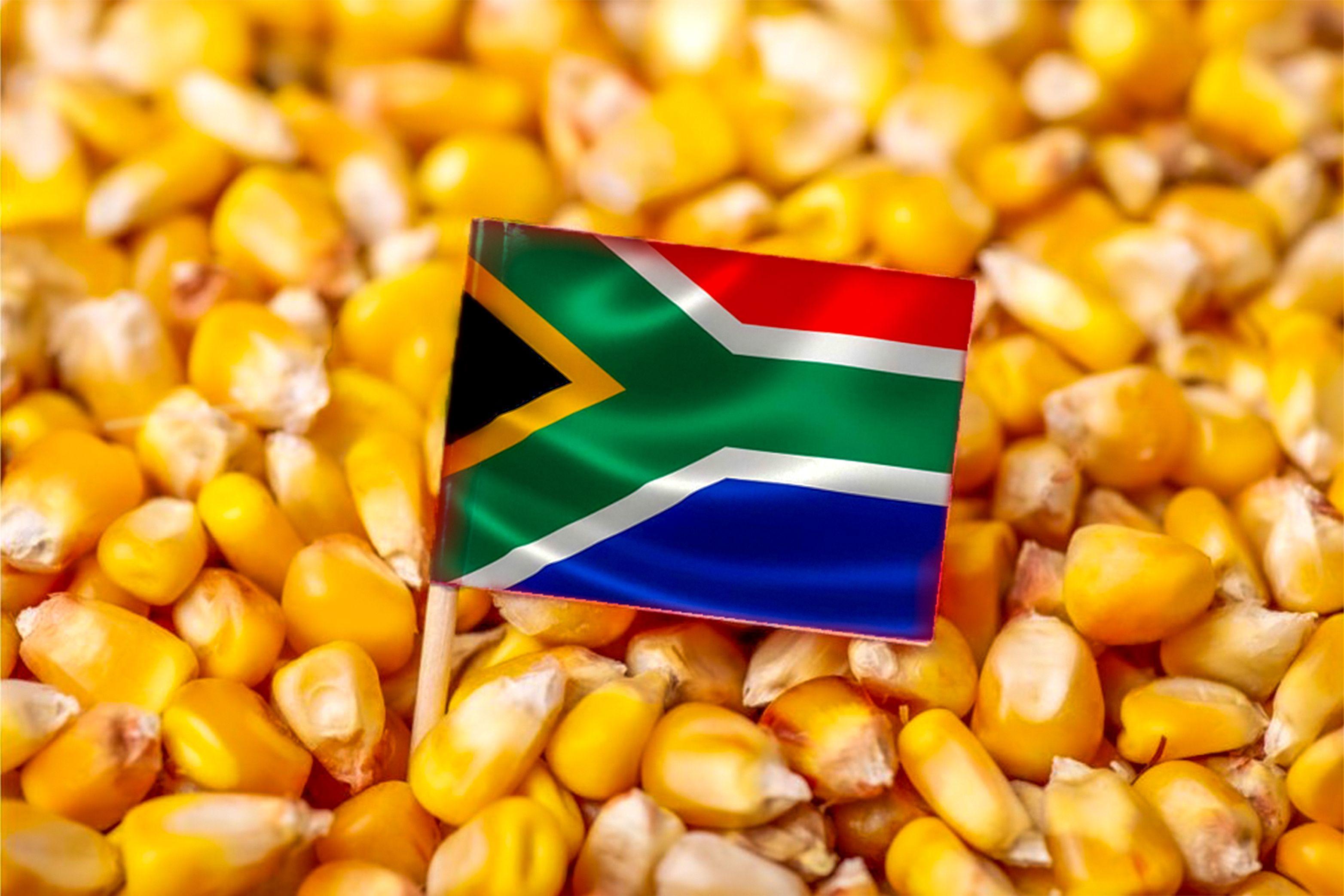 Exports to China's huge grain market, thriving industry underpin South Africa's agri exports - expert